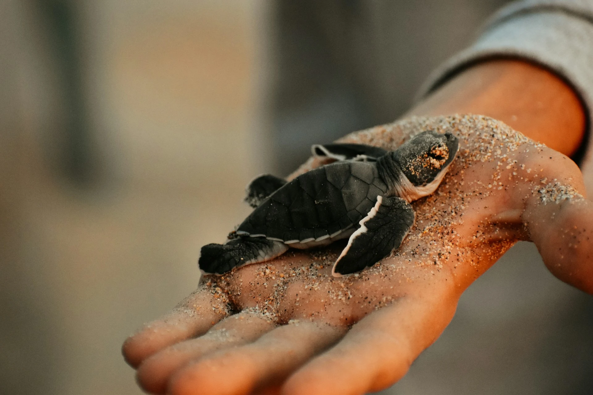 Baby Turtle Releasing in Sri Lanka